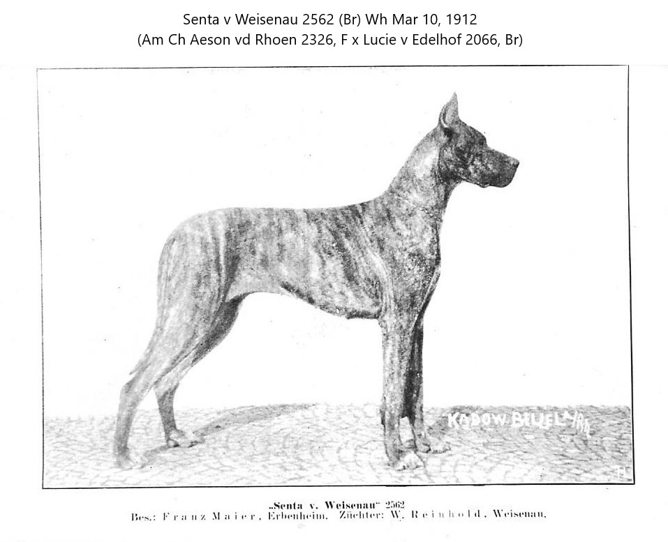 Senta v Weisenau